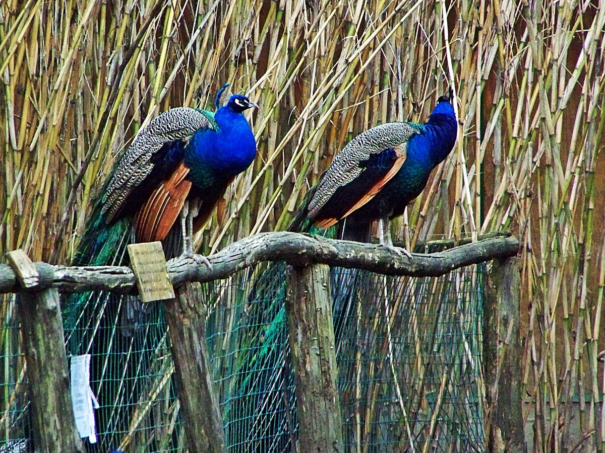 Naturwissenschaftliches Zentrum Galceti
